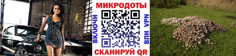 где найти   Рыбное  Псилоцибиновые грибы Psilocybe 